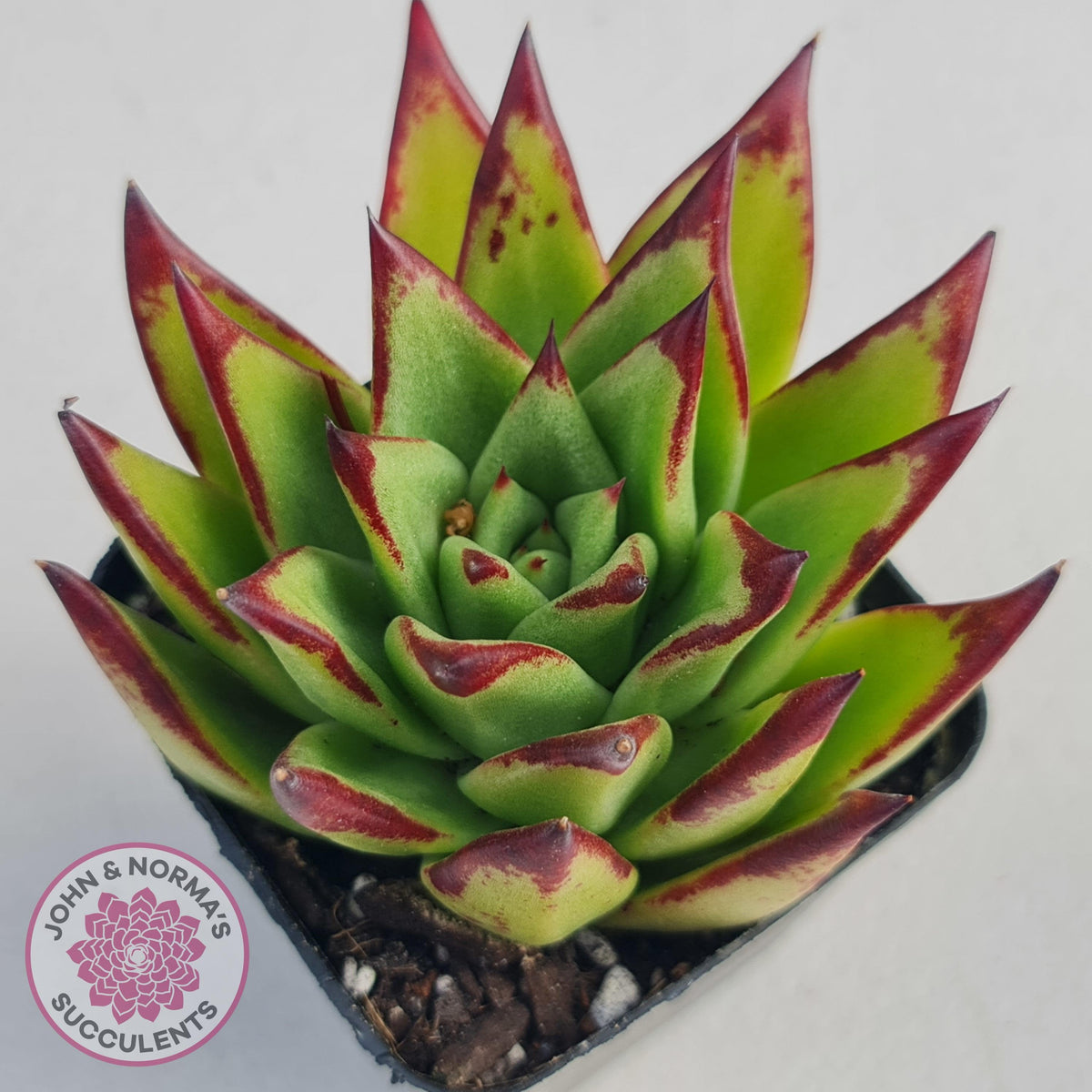 Echeveria Agavoides Lipstick