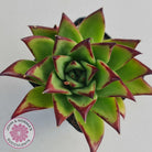 Echeveria Agavoides Lipstick