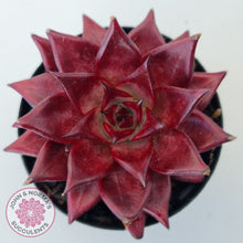 Load image into Gallery viewer, Echeveria Agavoides Romeo Rubin - Large
