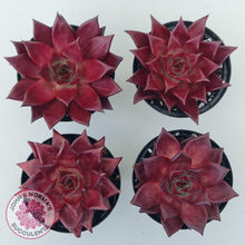 Load image into Gallery viewer, Echeveria Agavoides Romeo Rubin - Large
