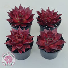 Load image into Gallery viewer, Echeveria Agavoides Romeo Rubin - Large
