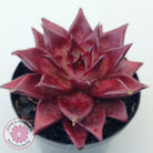 Echeveria agavoides 'Romeo Rubin' - Large