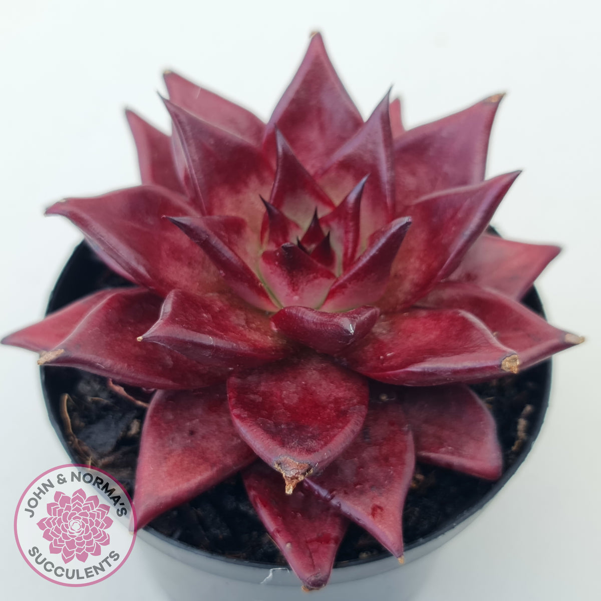 Echeveria agavoides 'Romeo Rubin' - Large