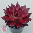 Echeveria agavoides 'Romeo Rubin' - Large