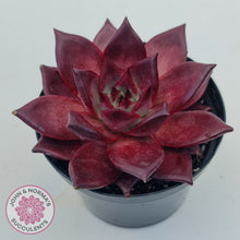 Load image into Gallery viewer, Echeveria Agavoides Romeo Rubin - Large
