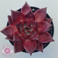 Load image into Gallery viewer, Echeveria Agavoides Romeo Rubin - Large
