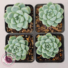 Echeveria elegans 'Alba'