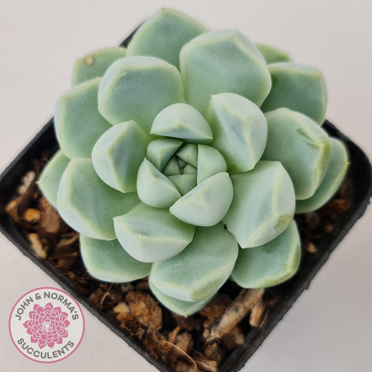 Echeveria elegans 'Alba'