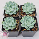 Echeveria elegans 'Alba'