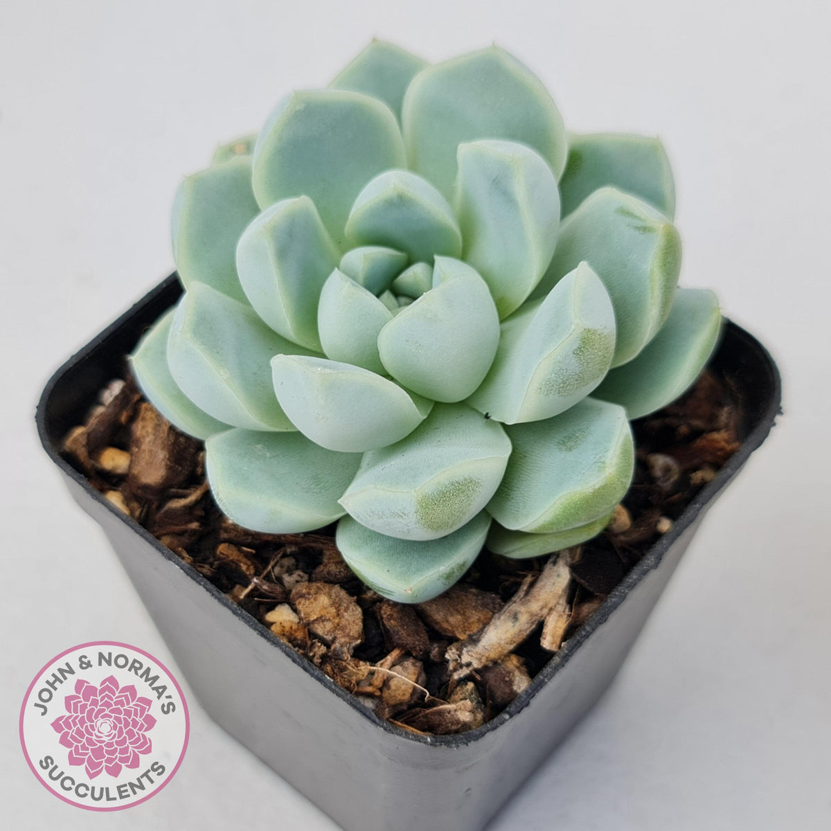 Echeveria elegans 'Alba'