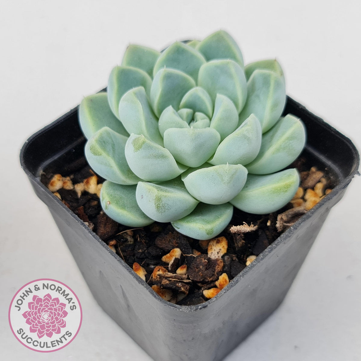 Echeveria elegans 'Alba'