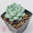 Echeveria elegans 'Alba'