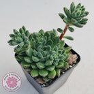 Echeveria 'Andoran Party Girl'
