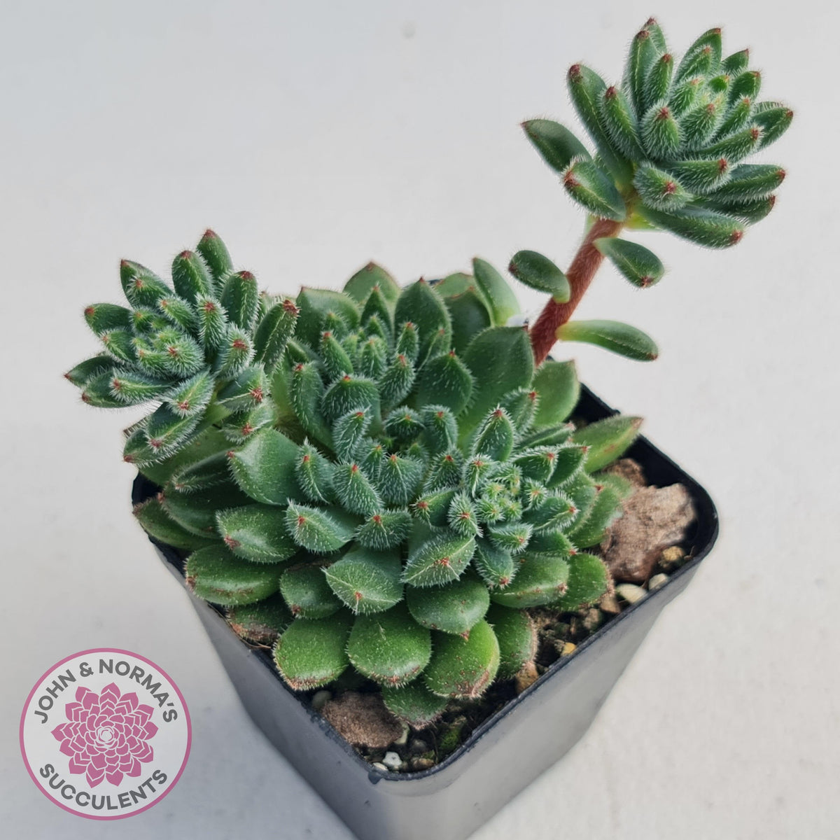 Echeveria 'Andoran Party Girl'