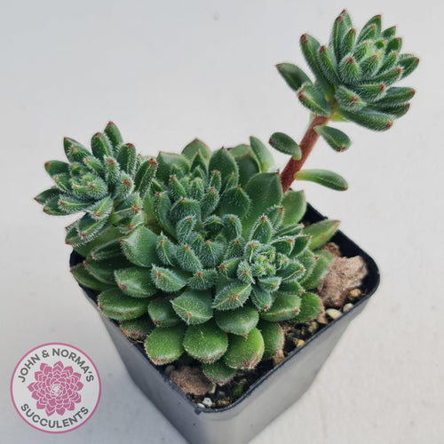 Echeveria Andoran Party Girl - John & Norma's Succulents