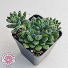 Echeveria 'Andoran Party Girl'