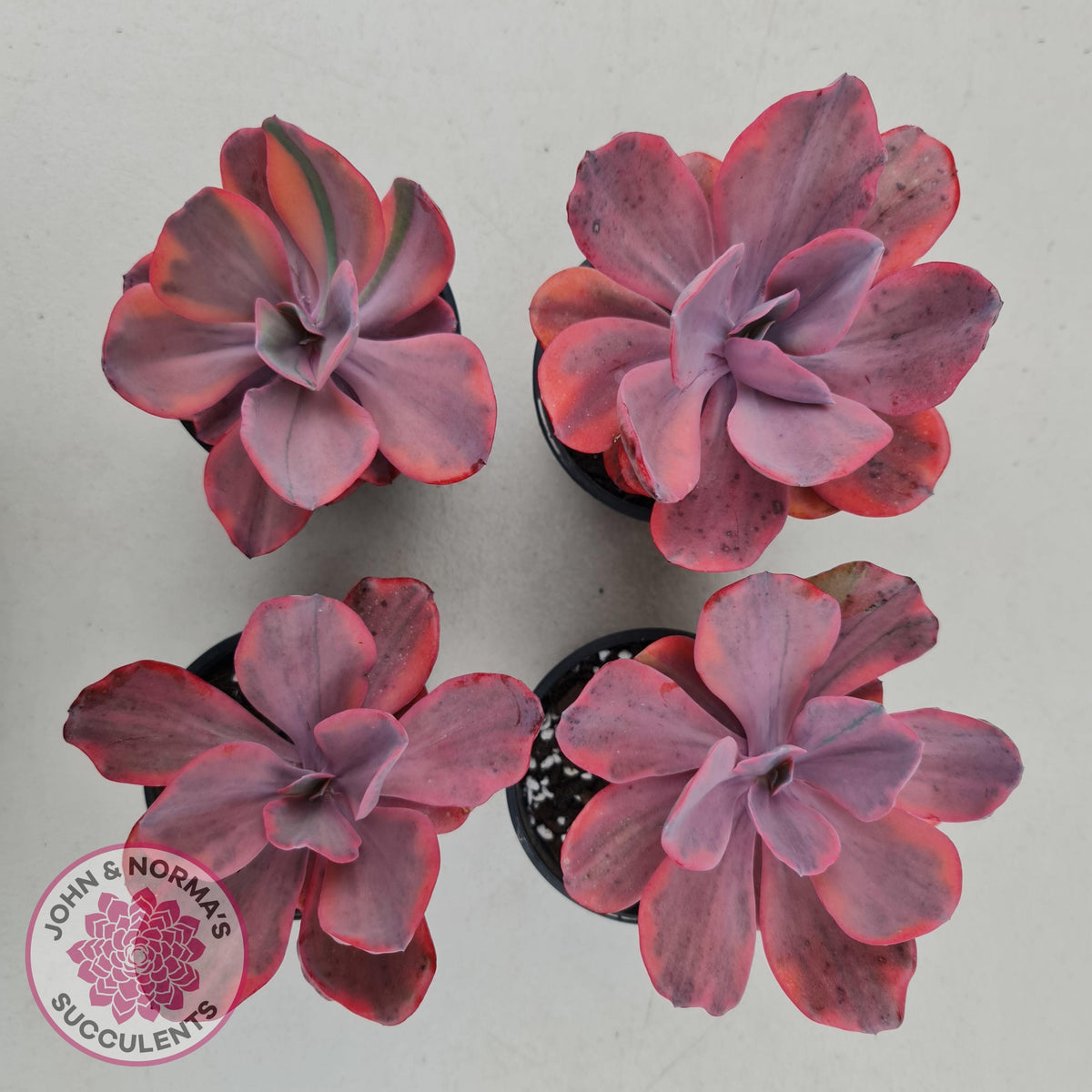 Echeveria 'Angel Wings' Variegated