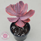 Echeveria 'Angel Wings' Variegated