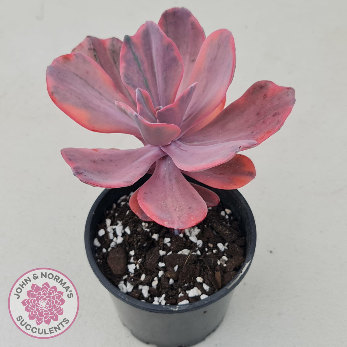 Echeveria 'Angel Wings' Variegated