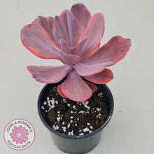 Load image into Gallery viewer, Echeveria Angel Wings Variegated - John &amp; Norma&#39;s Succulents
