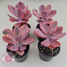 Echeveria 'Angel Wings' Variegated