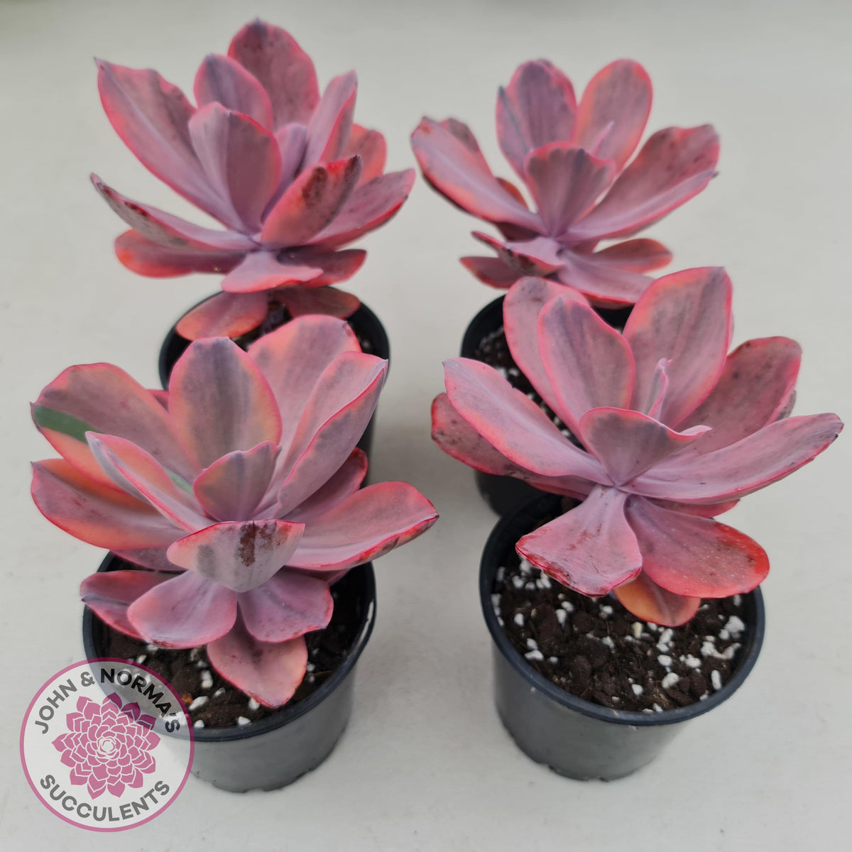 Echeveria 'Angel Wings' Variegated