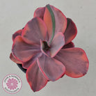 Echeveria 'Angel Wings' Variegated