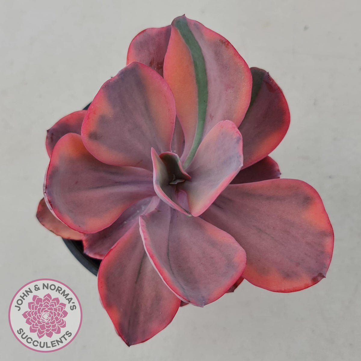 Echeveria 'Angel Wings' Variegated