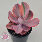 Echeveria 'Angel Wings' Variegated