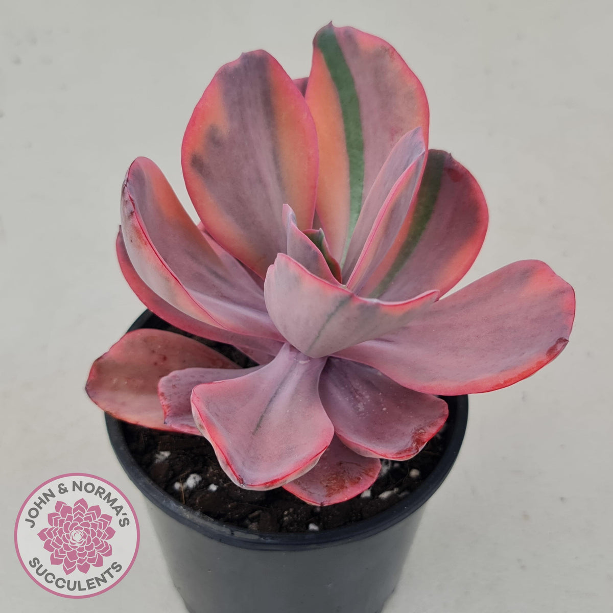 Echeveria 'Angel Wings' Variegated