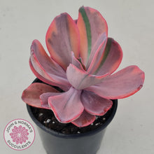 Load image into Gallery viewer, Echeveria Angel Wings Variegated - John &amp; Norma&#39;s Succulents
