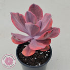 Echeveria 'Angel Wings' Variegated