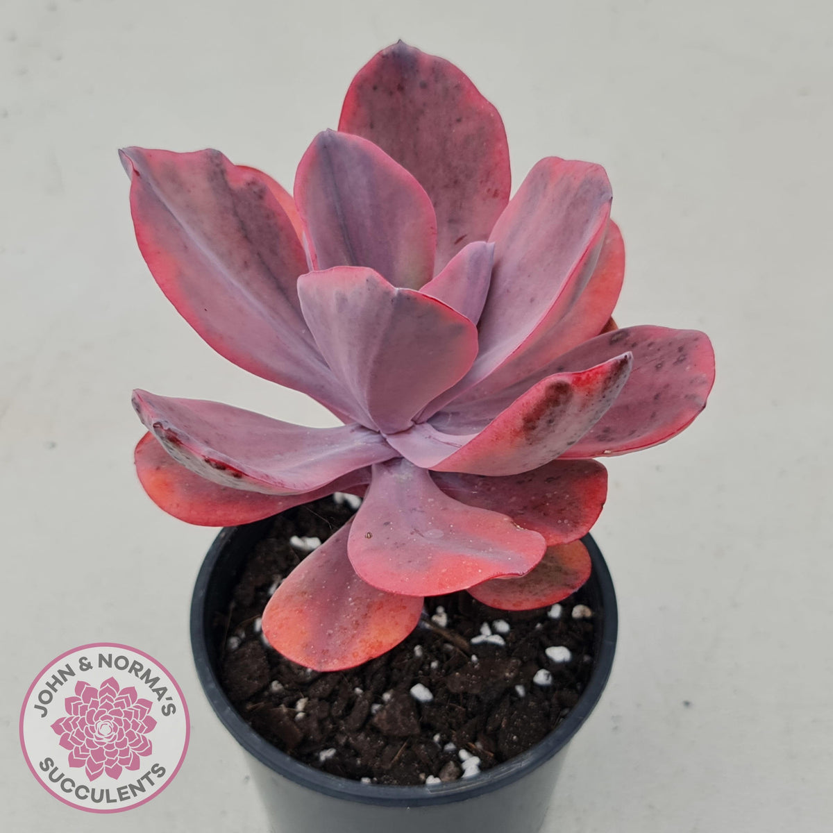Echeveria 'Angel Wings' Variegated