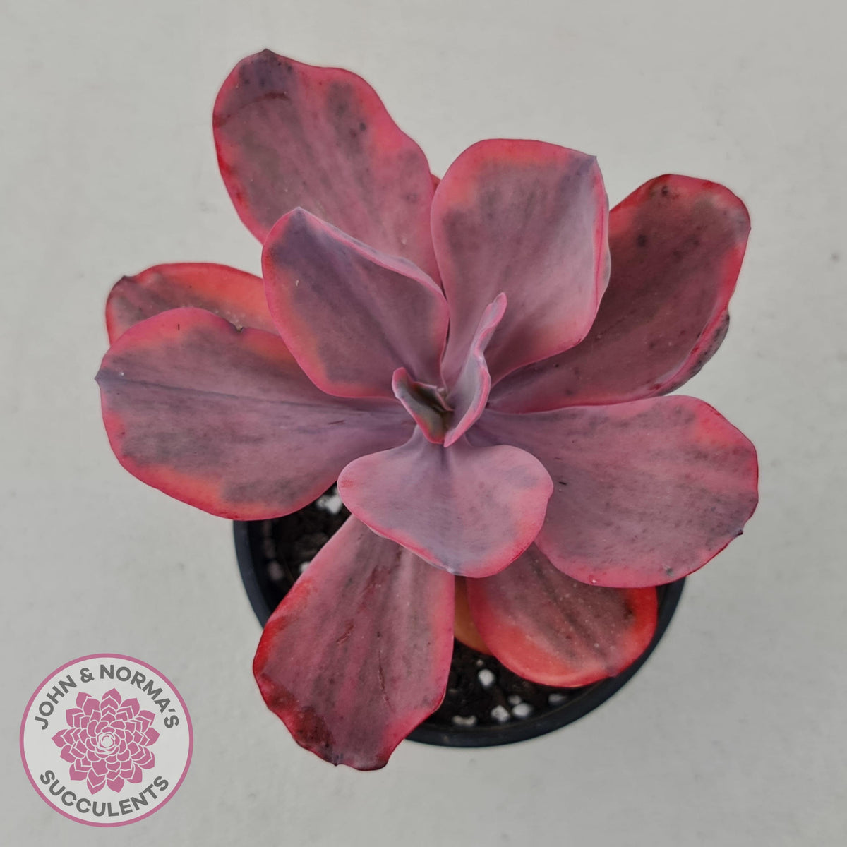 Echeveria 'Angel Wings' Variegated