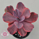 Echeveria 'Angel Wings' Variegated