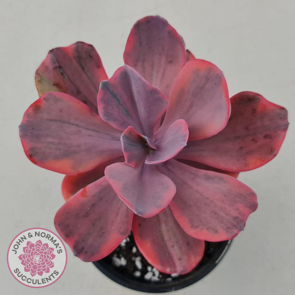 Echeveria 'Angel Wings' Variegated