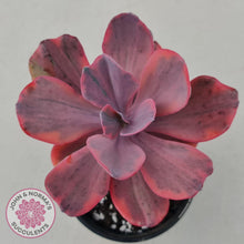 Load image into Gallery viewer, Echeveria Angel Wings Variegated - John &amp; Norma&#39;s Succulents
