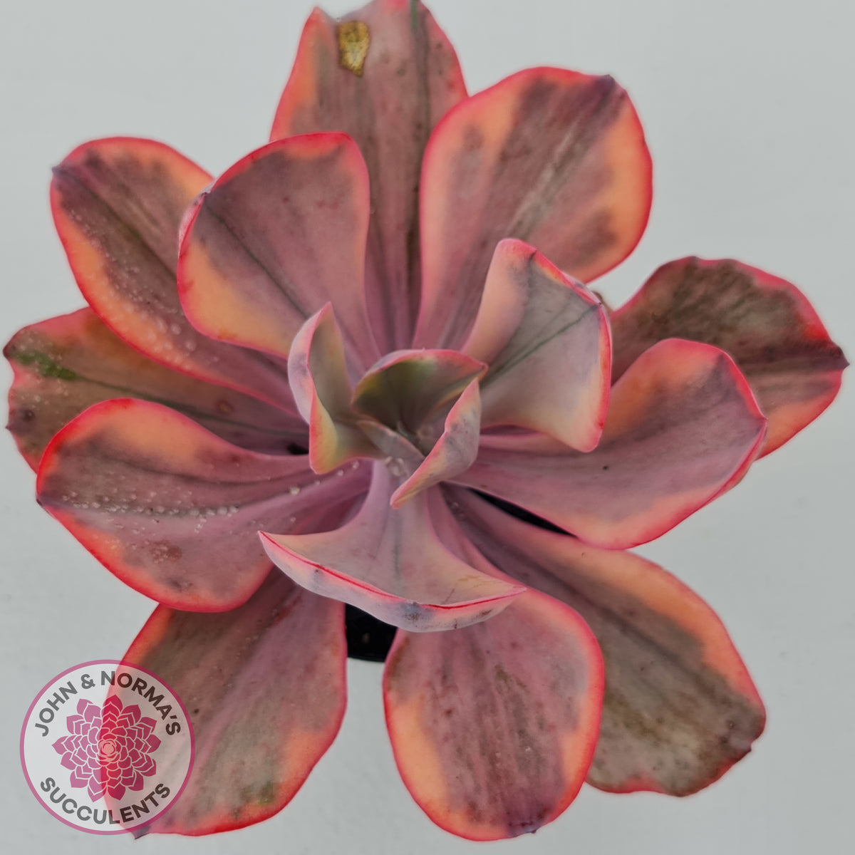 Echeveria 'Angel Wings' Variegated