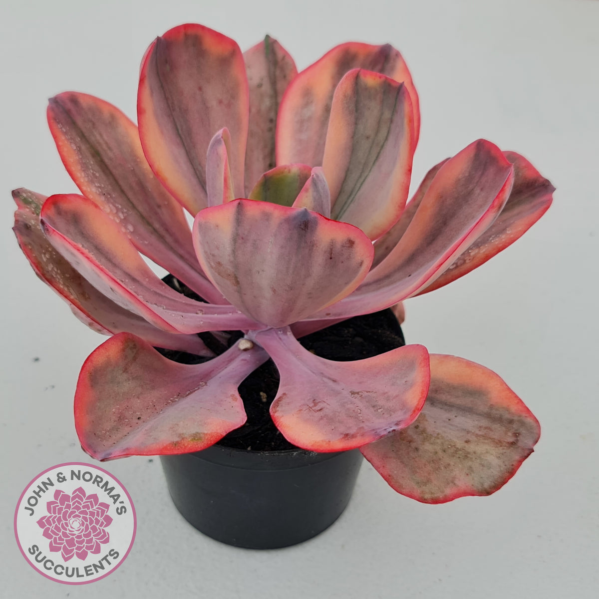 Echeveria 'Angel Wings' Variegated