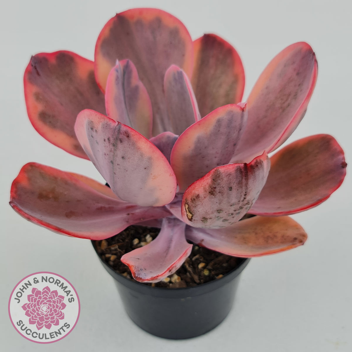 Echeveria 'Angel Wings' Variegated