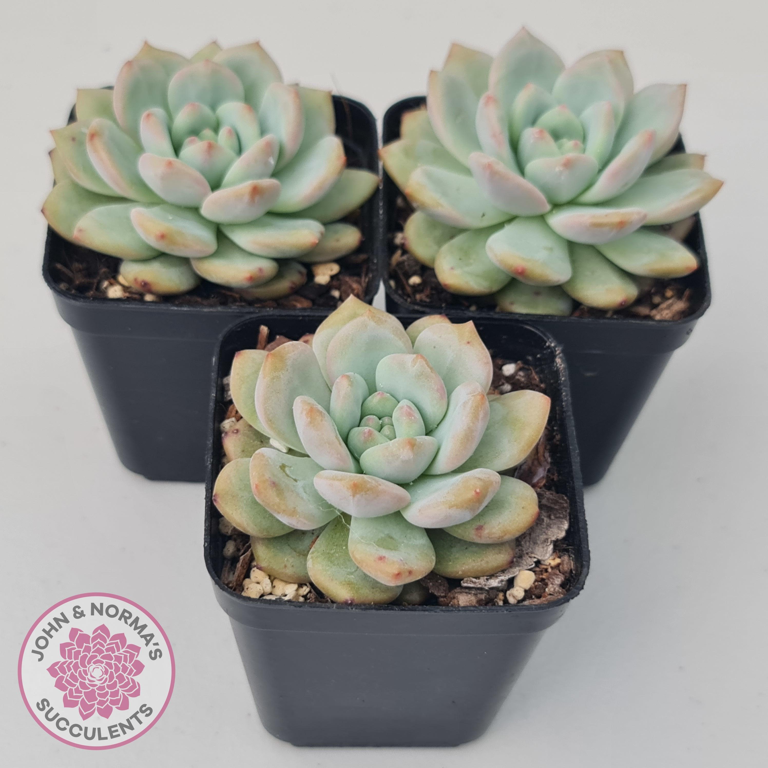Echeveria-Ariel_1_7698f955-