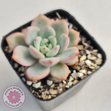 Load image into Gallery viewer, Echeveria Ariel - John &amp; Norma&#39;s Succulents
