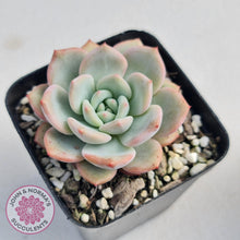 Load image into Gallery viewer, Echeveria Ariel - John &amp; Norma&#39;s Succulents
