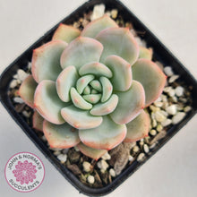 Load image into Gallery viewer, Echeveria Ariel - John &amp; Norma&#39;s Succulents
