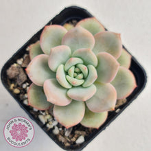 Load image into Gallery viewer, Echeveria Ariel - John &amp; Norma&#39;s Succulents
