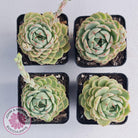 Echeveria Ben Badis