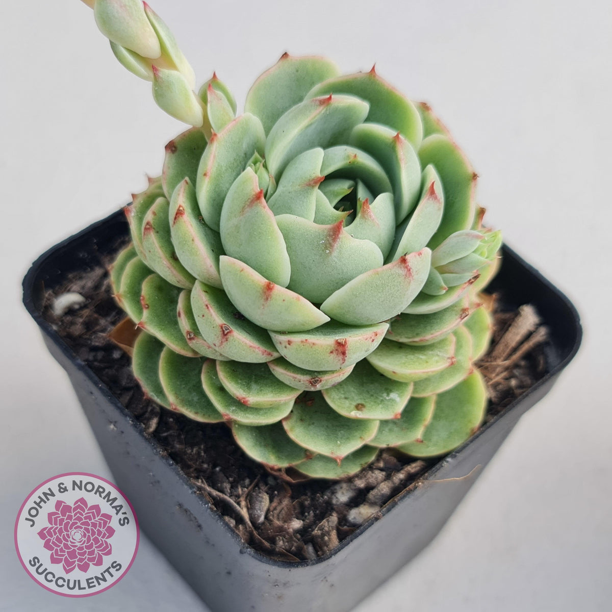 Echeveria Ben Badis