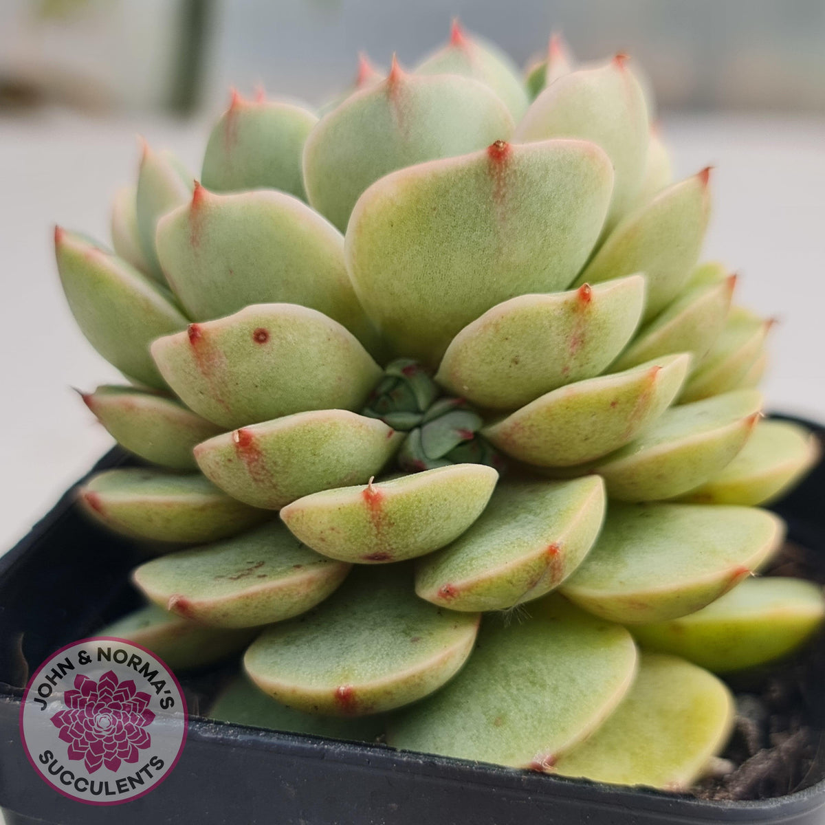 Echeveria Ben Badis