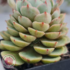 Echeveria Ben Badis