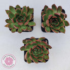 Echeveria Benimusume